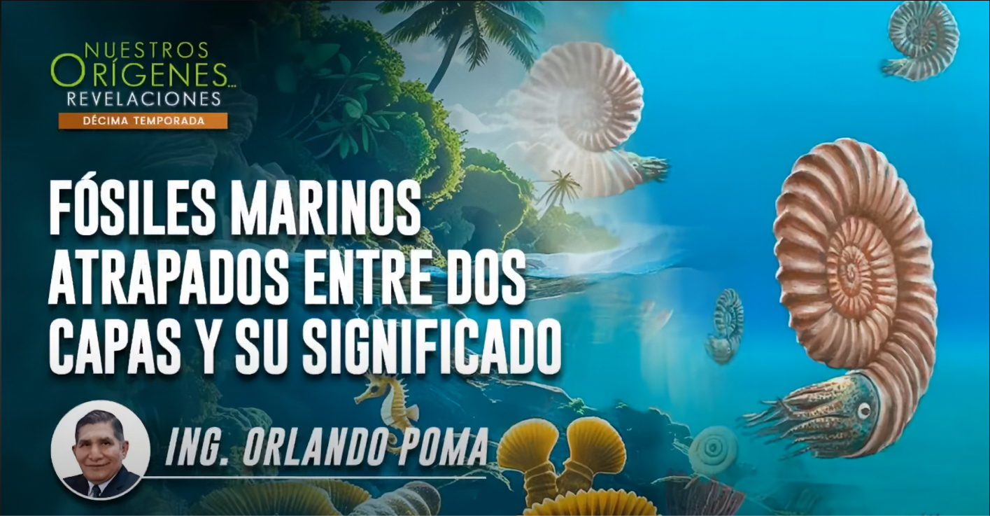 Fosiles Marinos Atrapados Entre Dos Capas y Su Significado