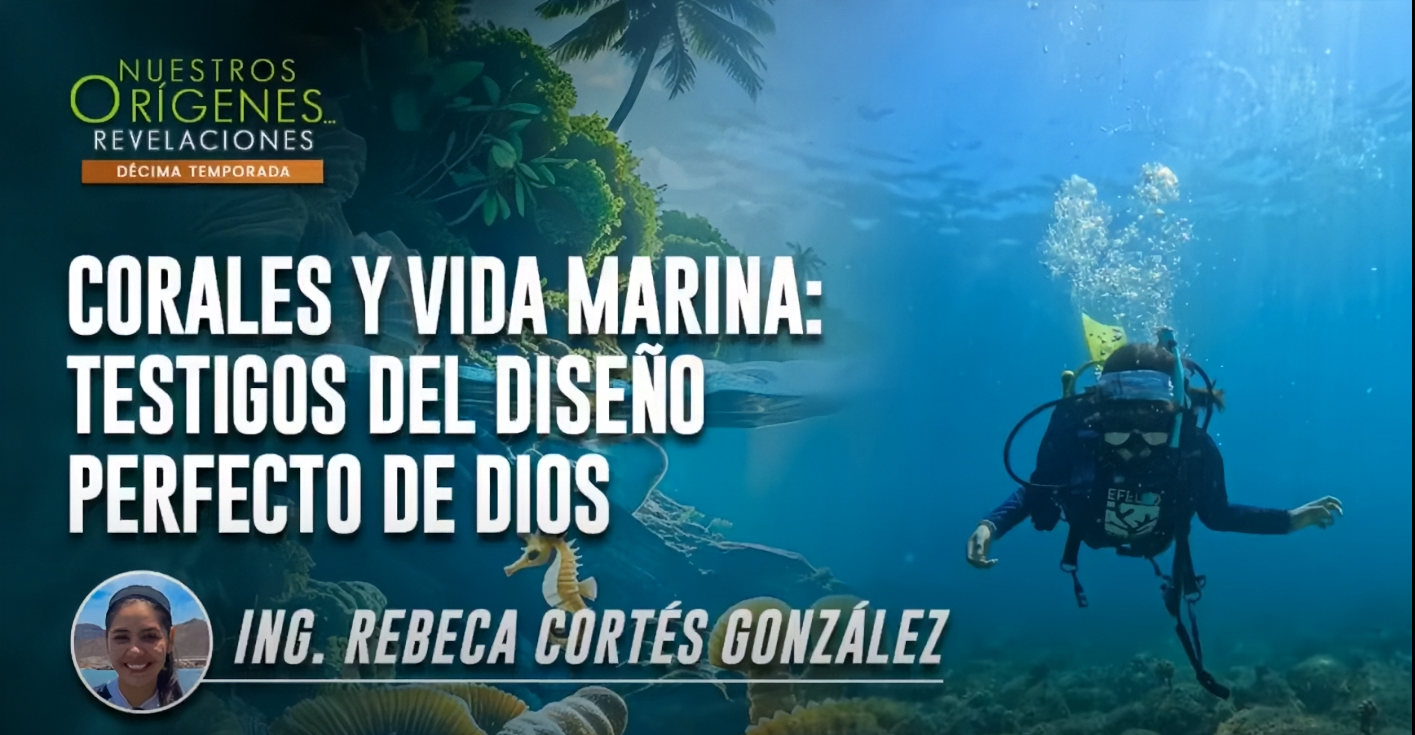 Corales y Vida Marina: Testigos del Diseño perfecto de Dios
