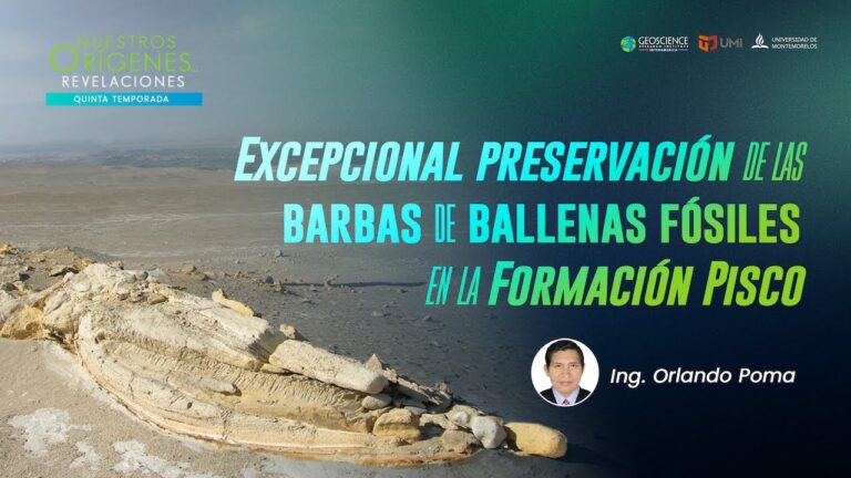 EXCEPCIONAL PRESERVACIÓN DE LAS BARBAS DE BALLENAS FÓSILES EN LA FORMACIÓN PISCO