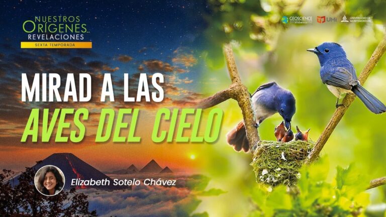 MIRAD A LAS AVES DEL CIELO